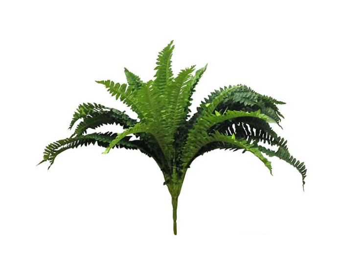 Boston Fern 53cm.
