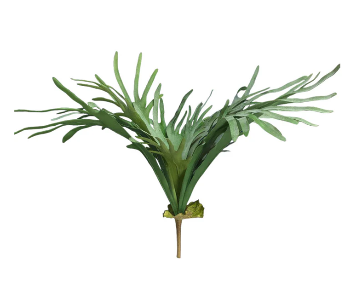 Staghorn Fern 78cm.