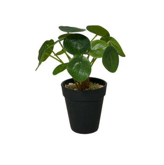 Potted Coin Plant 21cm.