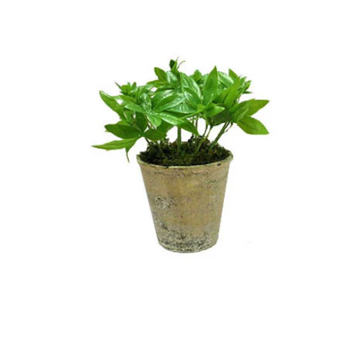 Potted Plant 23cm.