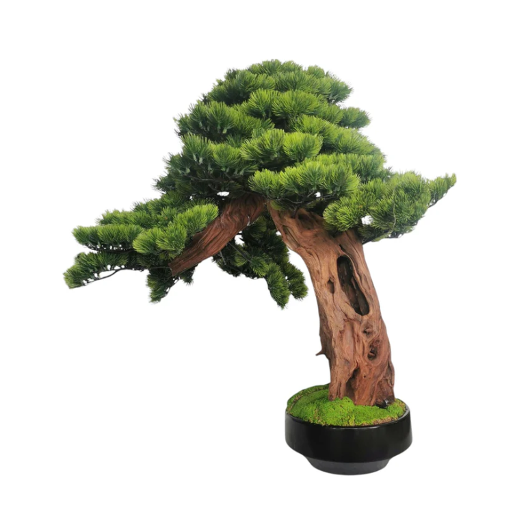 Rei Bonsai with Pot