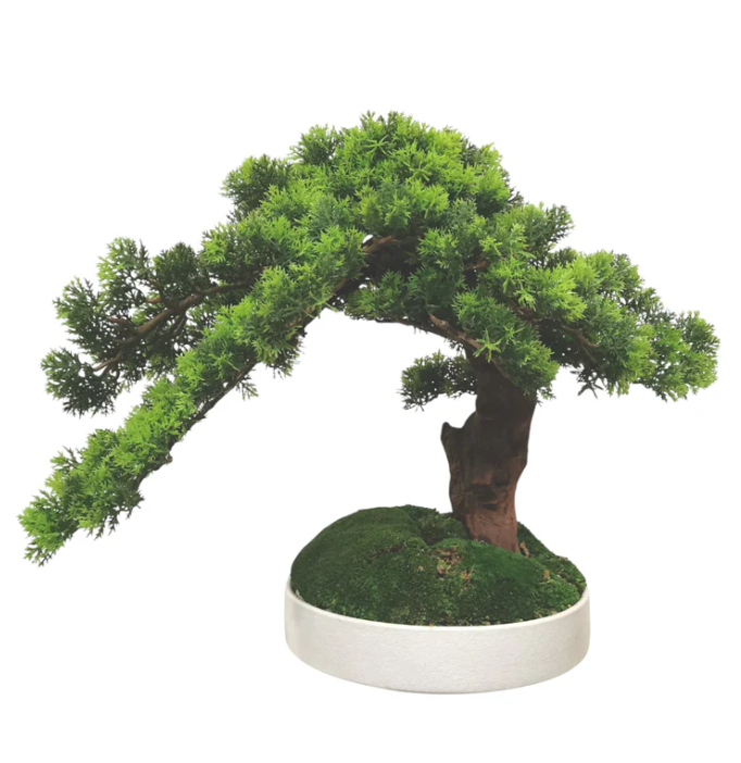 China Bonsai with Pot