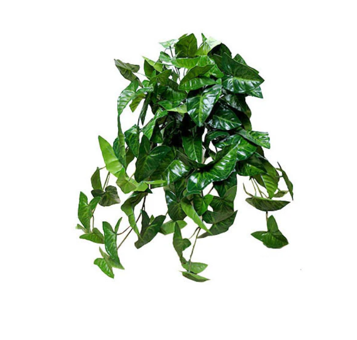 Arrowhead Vine 59cm.