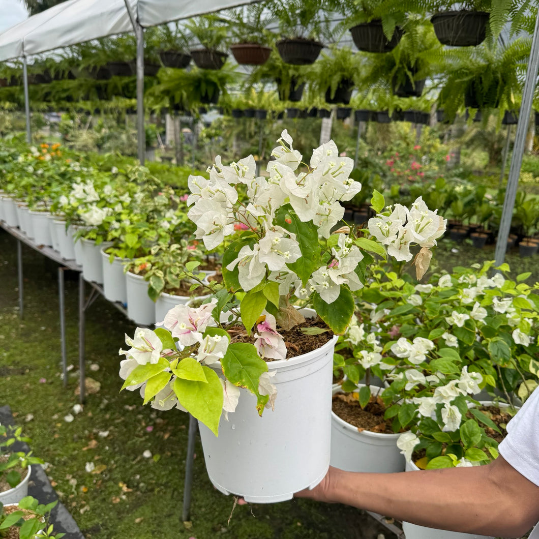 Bougainvillea
