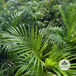 Bamboo Palm / Palmera