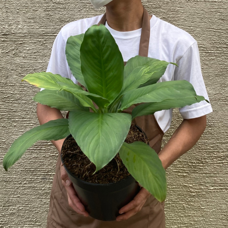 peace lily plant price philippines Peace Lily Sensation – Halamanin