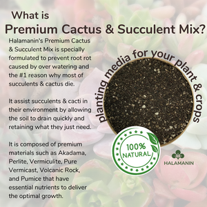Premium Cactus & Succulent Mix