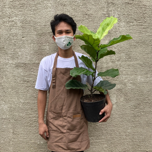 Fiddle Leaf Fig