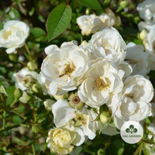 Load image into Gallery viewer, Summer Rose
