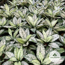 Load image into Gallery viewer, Aglaonema Snow White
