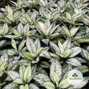 Aglaonema Snow White