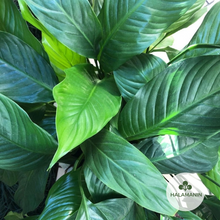 Load image into Gallery viewer, Dwarf Peace Lily
