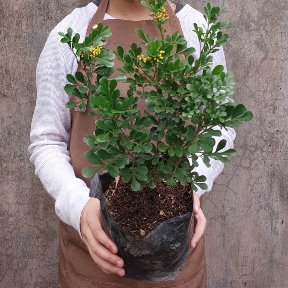 chinese perfume plant indoor care Aglaia Odorata (Chinese Perfume) – Halamanin