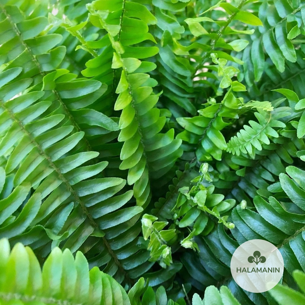 Boston Fern