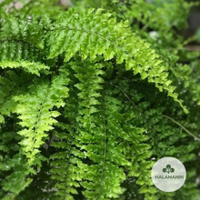 Load image into Gallery viewer, Delicata Fern
