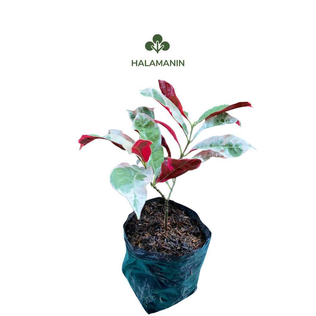 Chinese Croton / Picarra