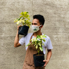 Load image into Gallery viewer, Variegated Schefflera (Bangkok)
